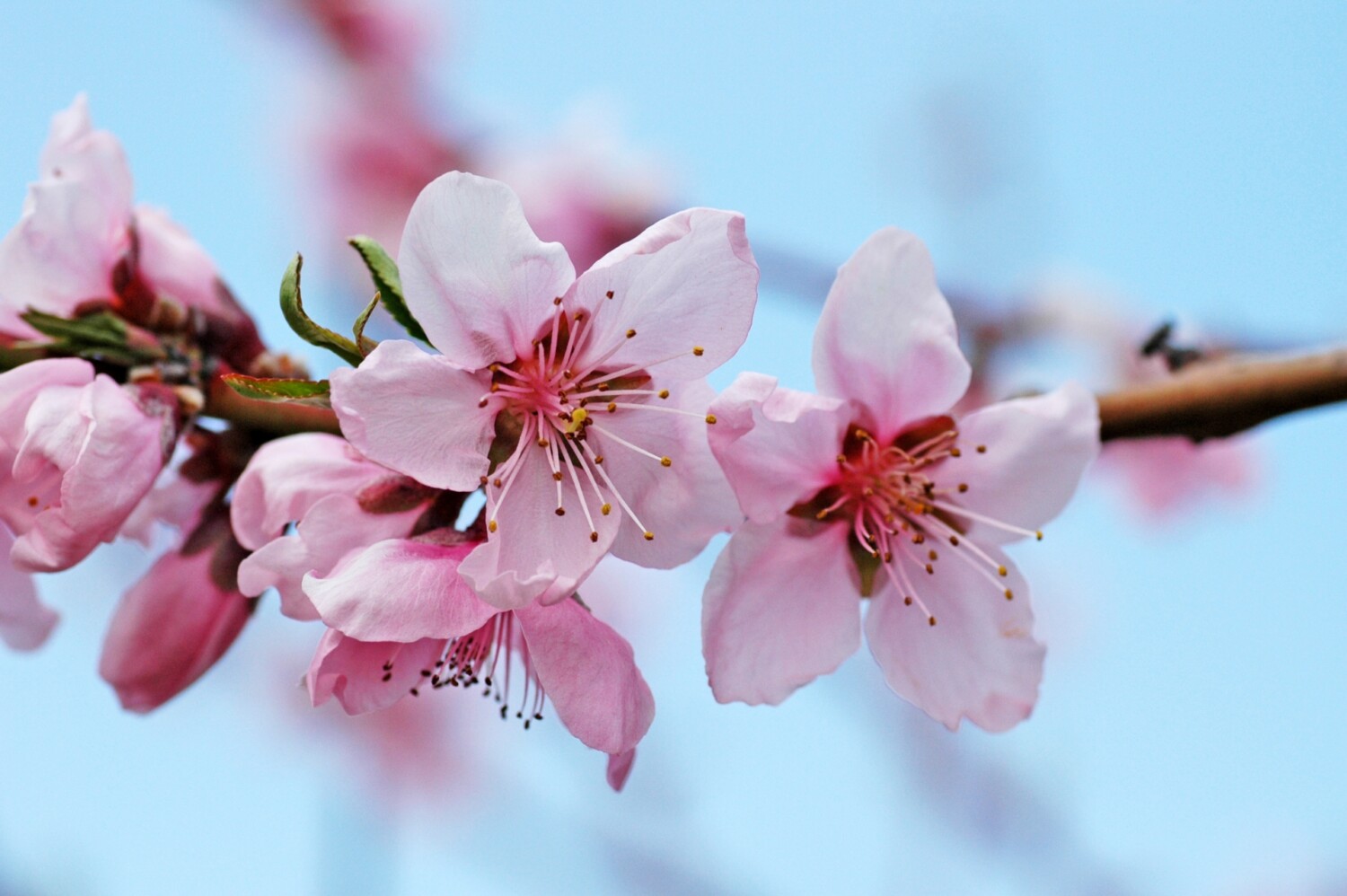 が 最も 1 枚 輪 何 つく に 多く 花びら 桜